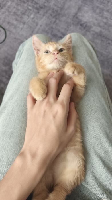 Котенок в добрые руки