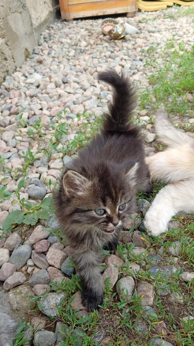 Отдам котят в хорошие руки.