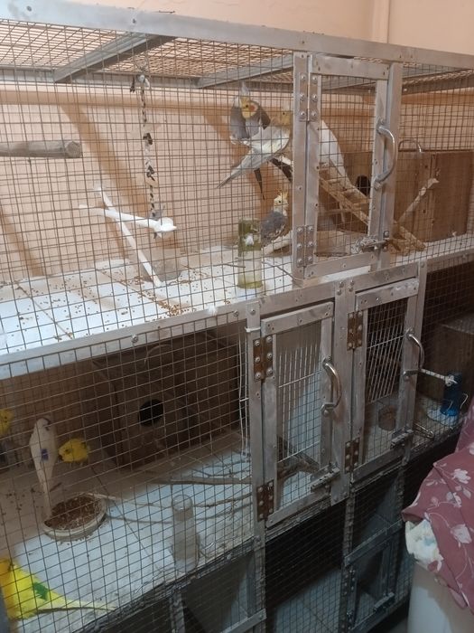 Клетка для пернатых друзей