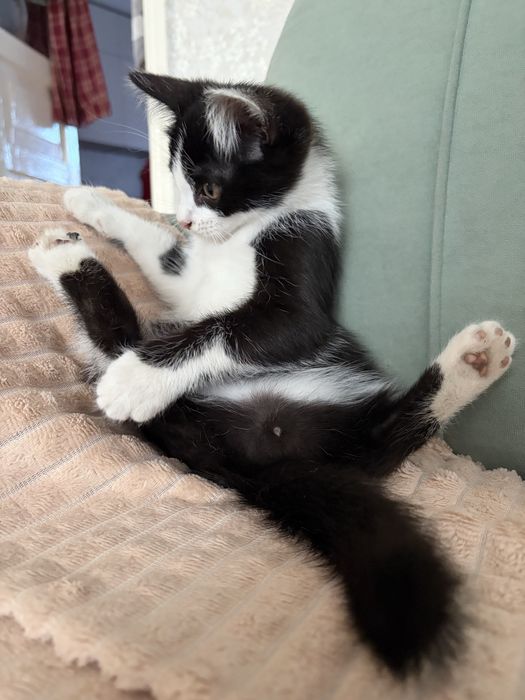 Котёнок в добрые руки