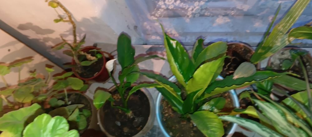 Недорого цветы, срочно