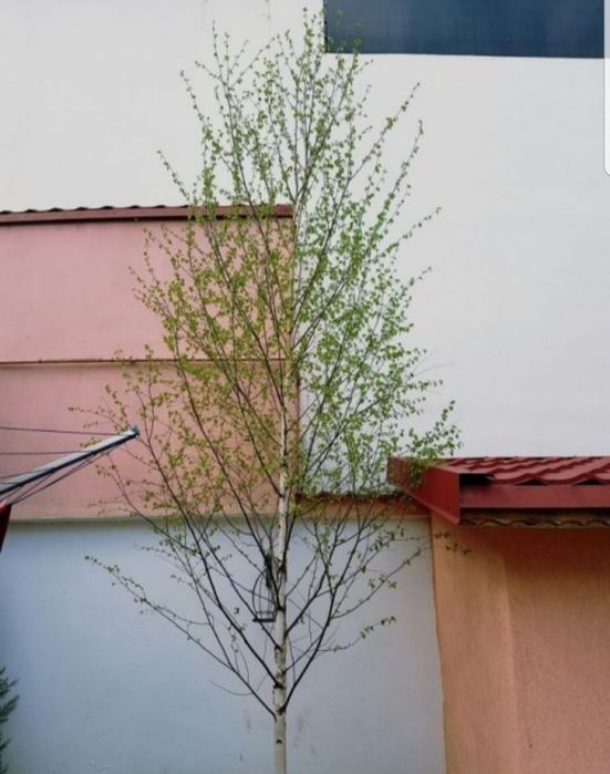 Mesteacăn, Arțar, Stejar și Platan – copaci foioși pentru grădină