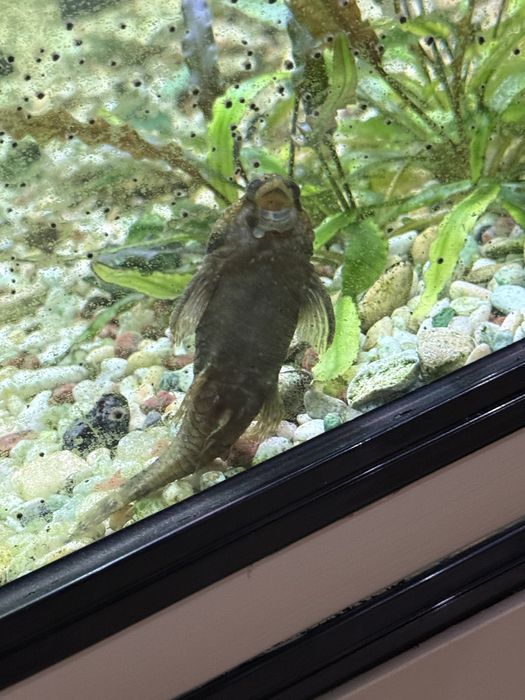 Аквариум 600 литров