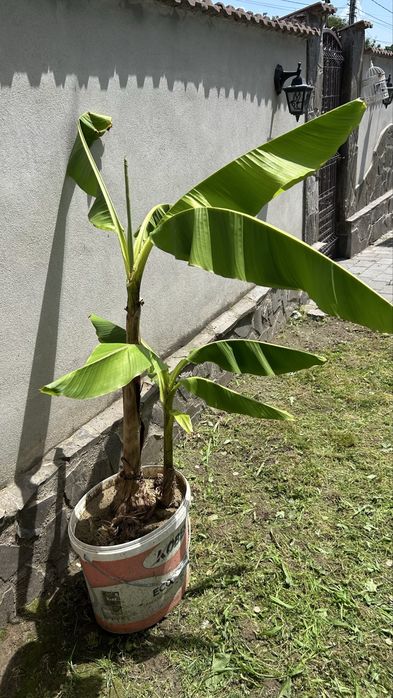 Banani / Bananieri