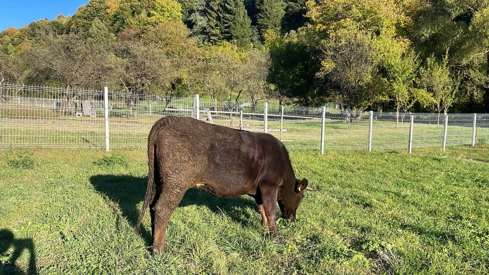 Vaca de vânzare.