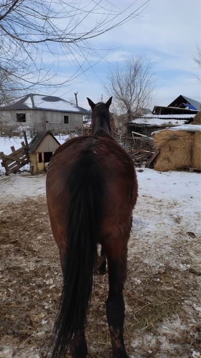 Англиская порода