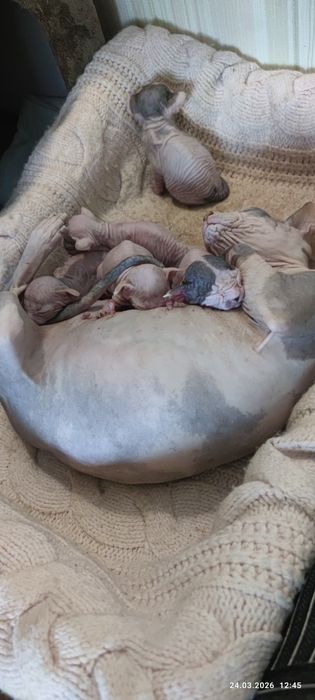 Донские сфинксы котята