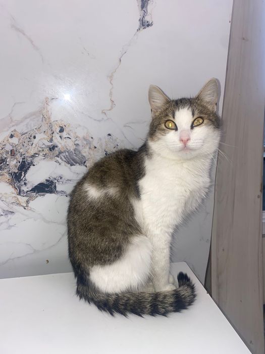 Кот в добрые руки