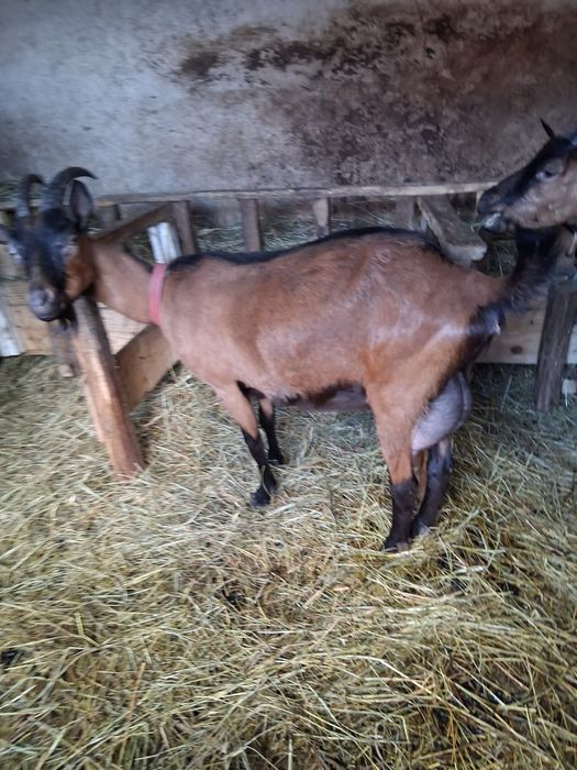 Vând capra alpina franceza