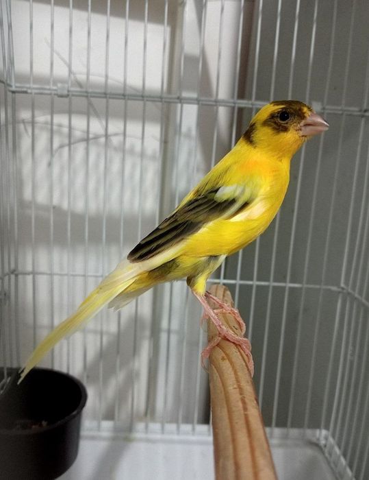 Kanareka limon avle nar sotiladi