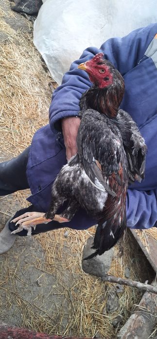 Dakan jo'jalar sotiladi