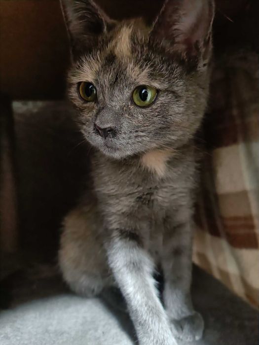 Котенок компанейский