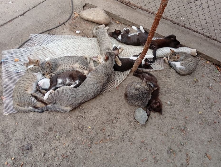 Pisici Spre Adopție