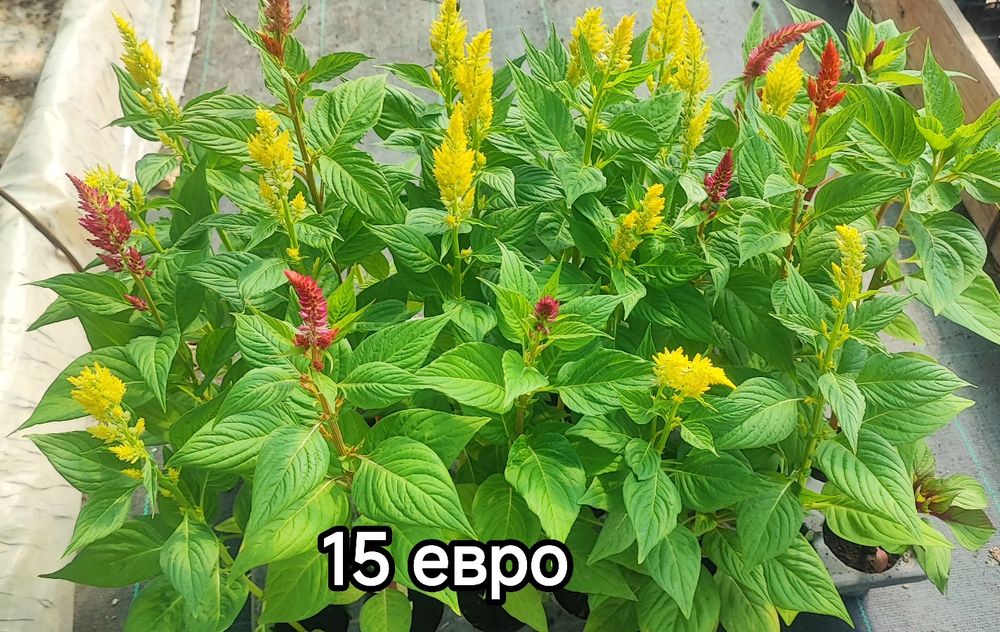 Цветя за градинка