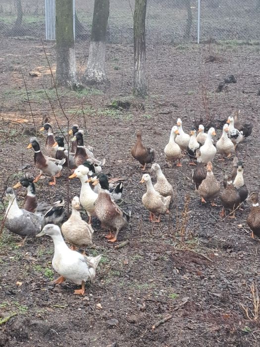 vând rațe leșești