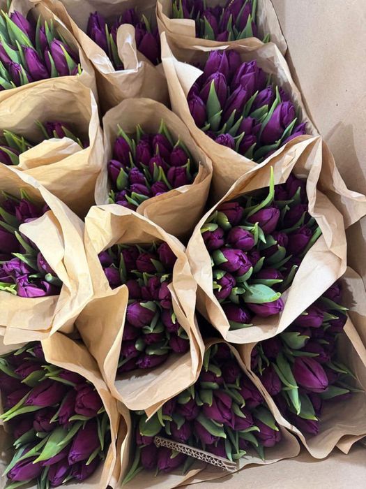Тюльпаны, предзаказ, 700 тг