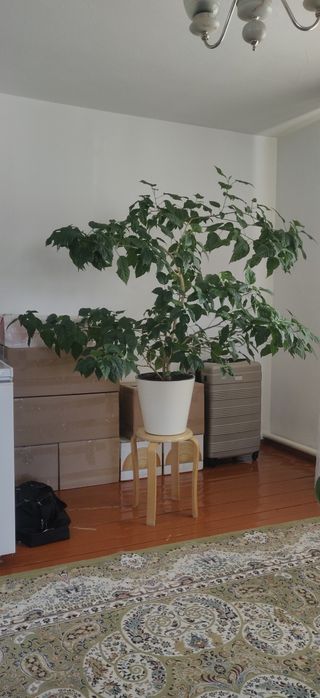 Продам комнатное растение гибискус