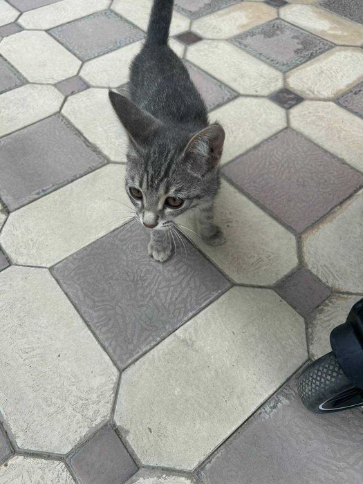 Отдам котят в хорошие руки