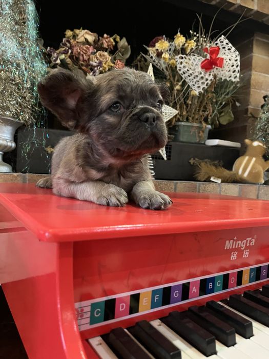 Bulldog francez Fluffy