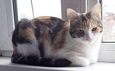 отдаем котиков в надежные руки