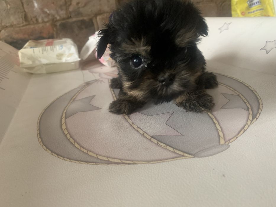 Мини йорк девочка