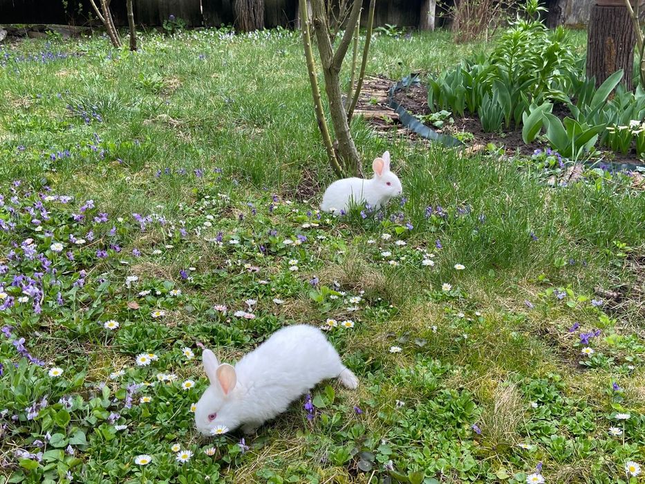 Pui de iepurasi albi