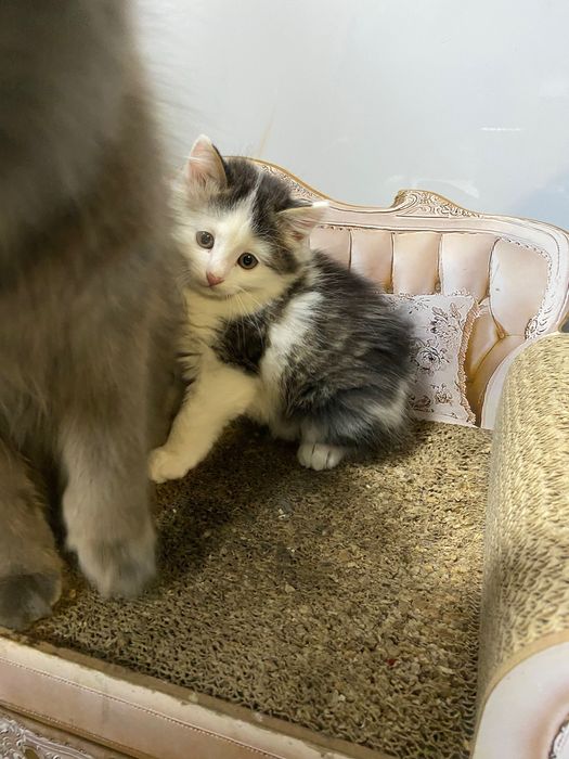 Отдам котят в хорошие руки