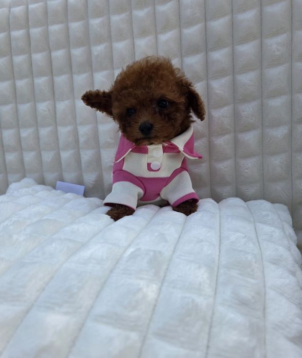 Резервирано!Пудел тийкъп момче с документ за произход