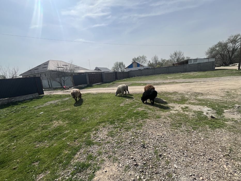 Қой сатылады қозысымен