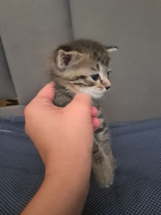 Продаются котята
