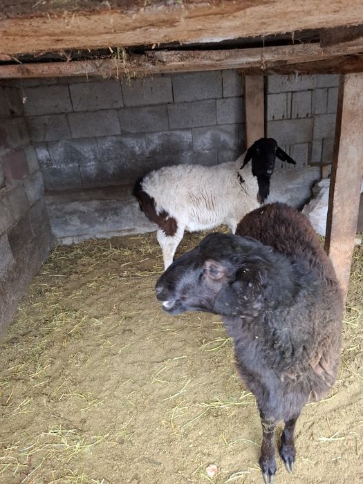 Тоқты қошқар сатылады