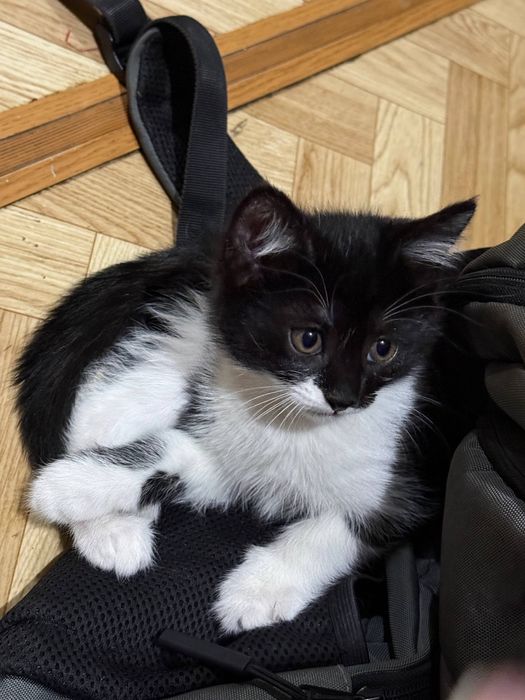 отдам котенка ДАРОМ