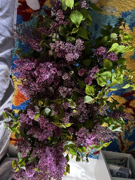 Сирень в наличии