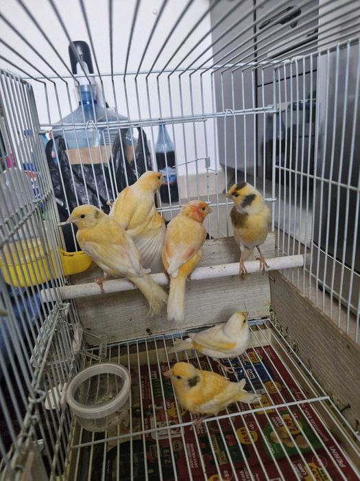 Canari lot 5 bucăți