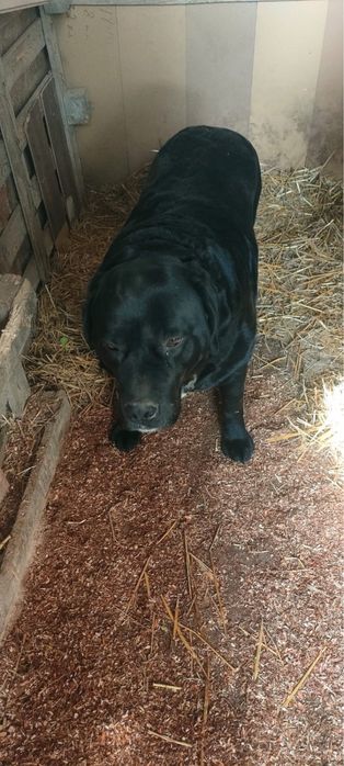 Мальчик 2-3 года