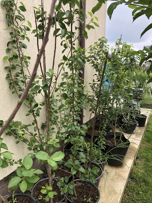 Pomi la ghiveci/Plantare pe tot timpul anului