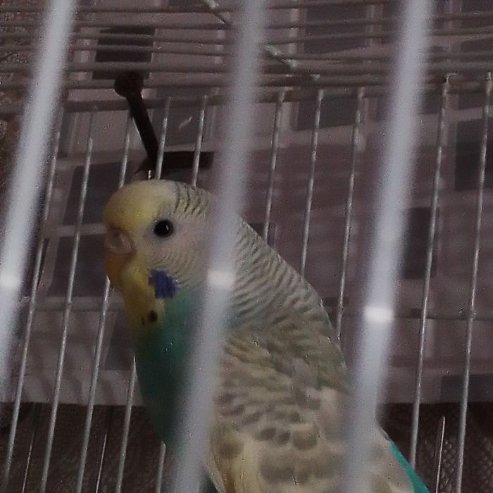 Продам валнистого папугая