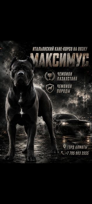 Кобель Кане Корсо вязка