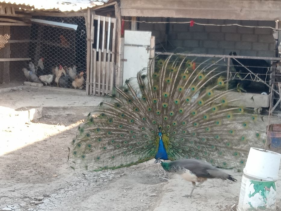 Павлин сатылады бағ 120