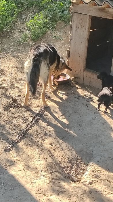 Продам щенкий от овчарки