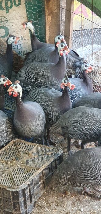 Pasari Bibilica de vanzare