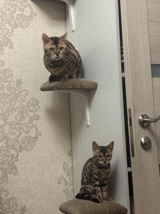 Бенгальский Котенок