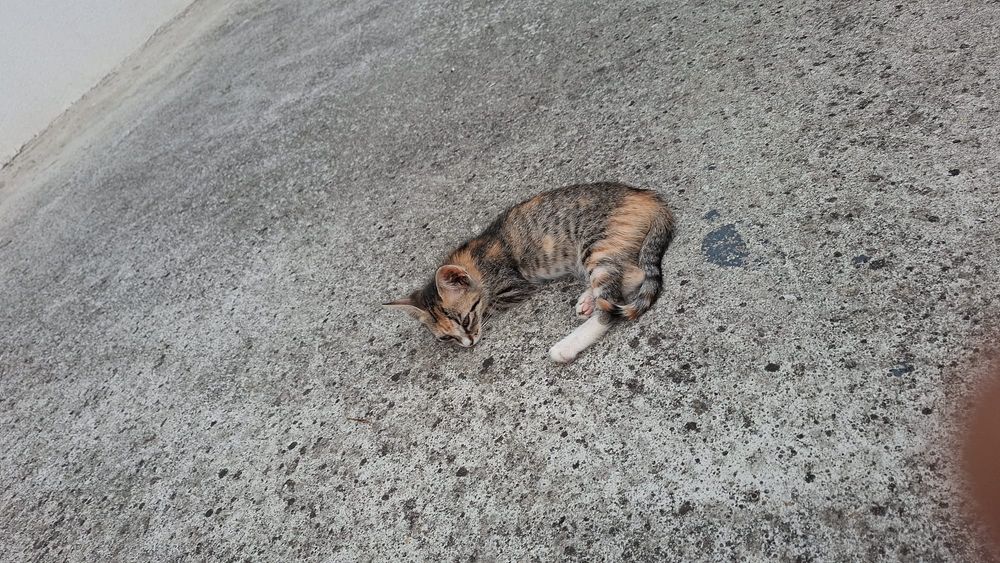 Pisicuție drăguțe gata pentru adopție