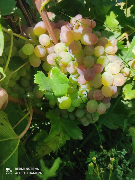 Продам дачу Подснежник2