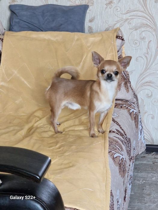 Чихуахуа. Кобель для вязки.