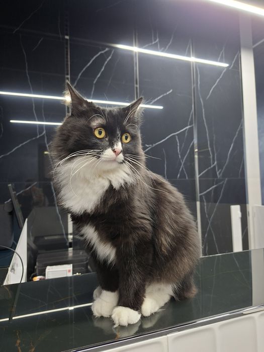 Котик мальчик кастрат