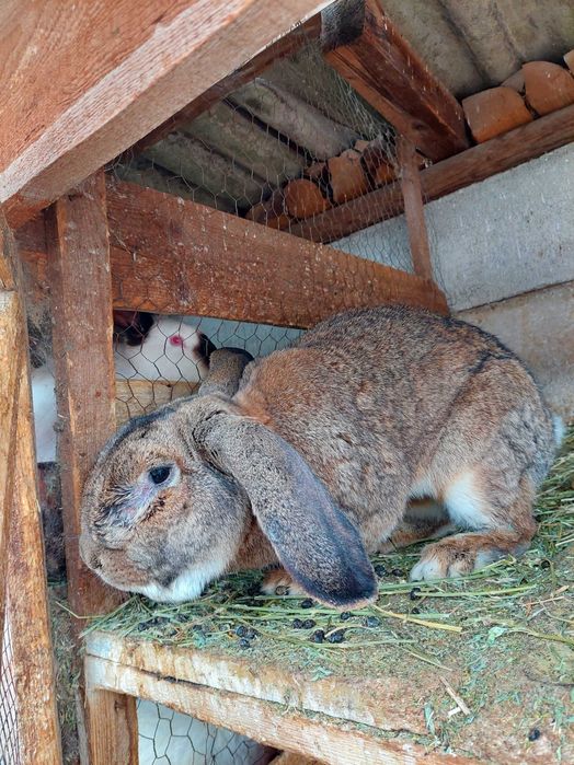 Vând mascul Urias German