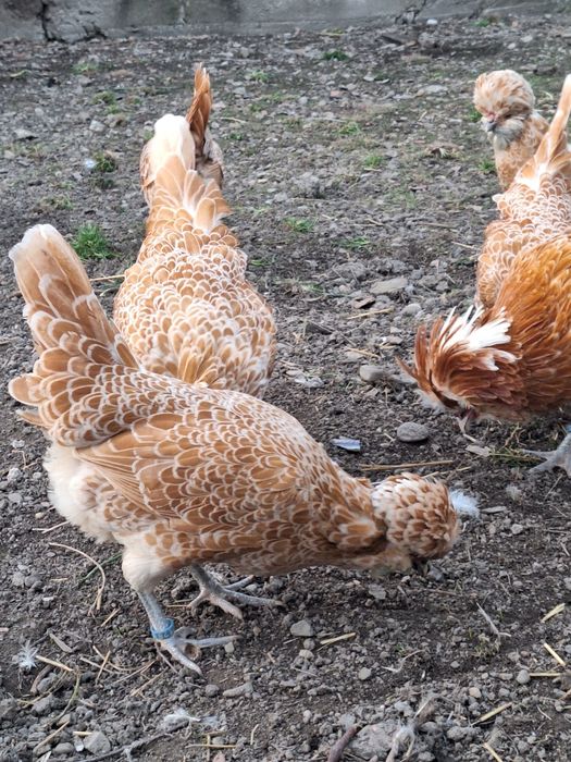 Oua ptr incubat din rasa Paduane Chamoise.