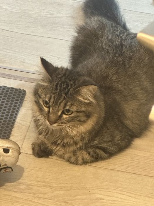 Кота в хорошоие руки
