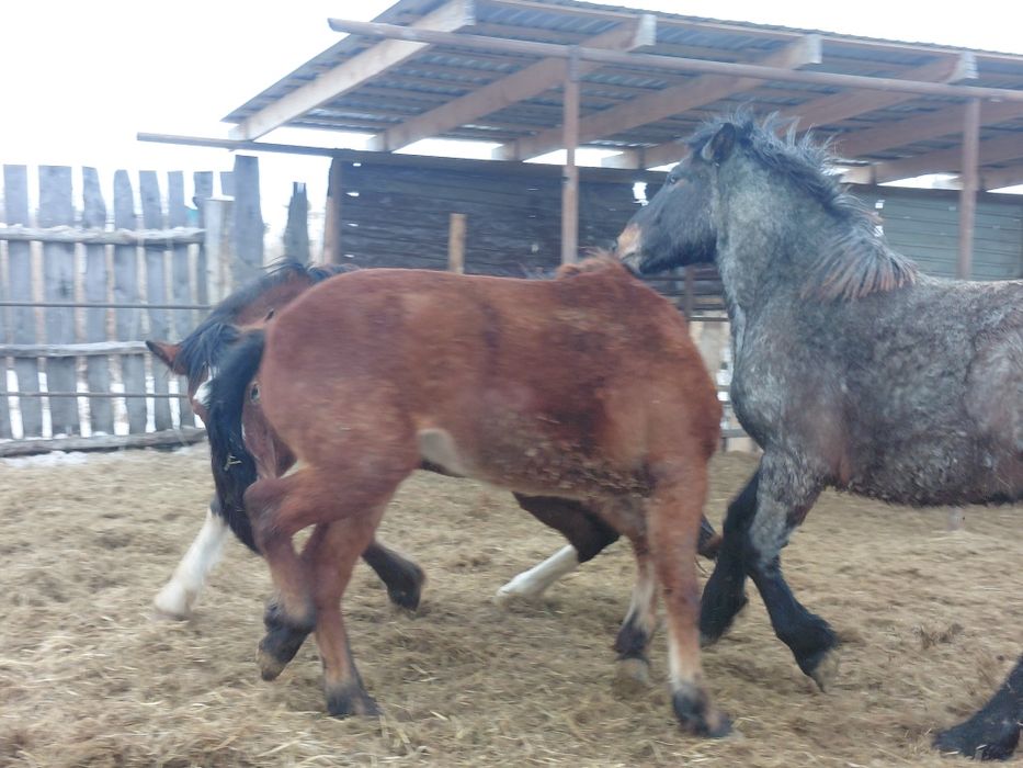 Продам лошадей на племя